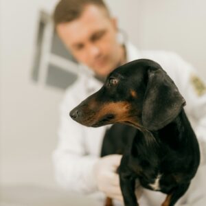 Pet Health Consulting Service