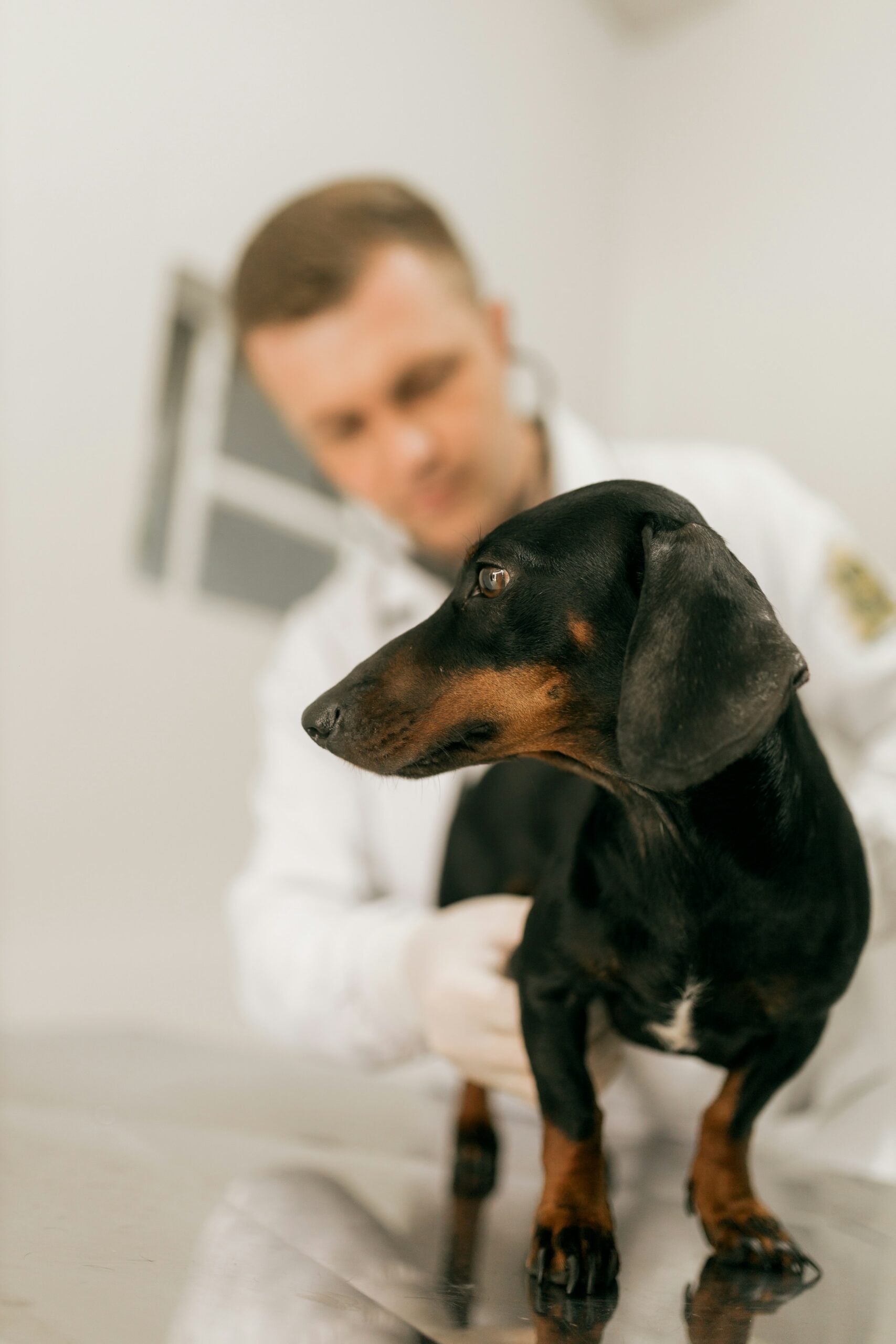 Pet Health Consulting Service